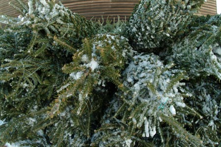 Christmas_Tree_Harvest_042