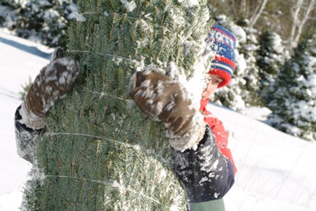 Christmas_Tree_Harvest_058