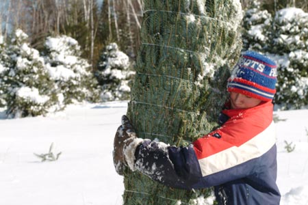 Christmas_Tree_Harvest_059