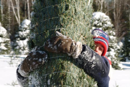 Christmas_Tree_Harvest_060