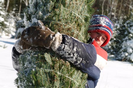 Christmas_Tree_Harvest_062