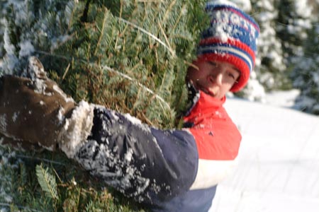 Christmas_Tree_Harvest_063