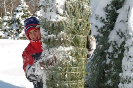 Christmas_Tree_Harvest_066