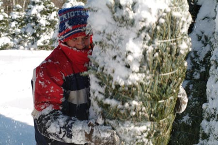 Christmas_Tree_Harvest_067