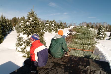 Christmas_Tree_Harvest_074