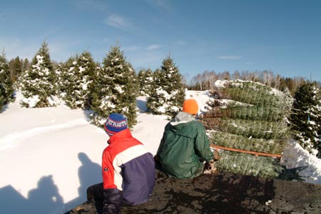 Christmas_Tree_Harvest_075