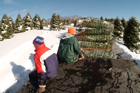 Christmas_Tree_Harvest_076