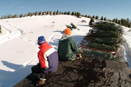 Christmas_Tree_Harvest_079