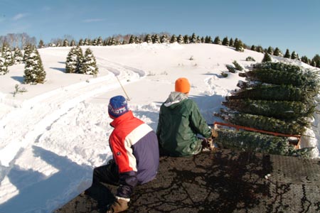 Christmas_Tree_Harvest_081