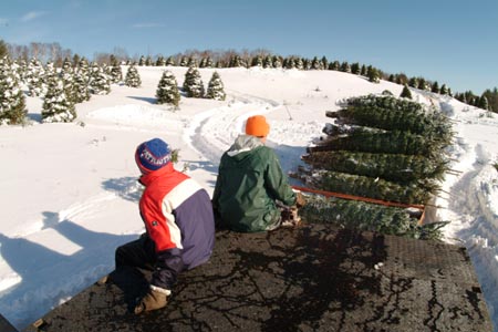 Christmas_Tree_Harvest_083