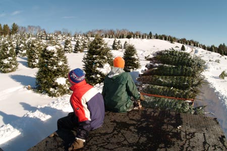 Christmas_Tree_Harvest_084