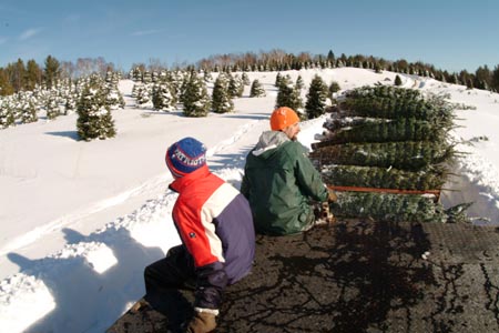 Christmas_Tree_Harvest_085