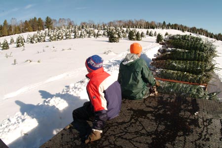 Christmas_Tree_Harvest_087