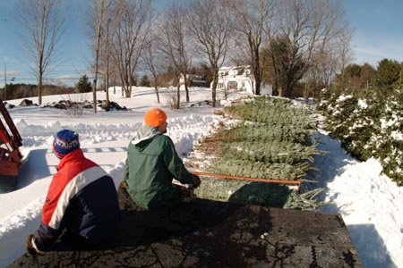 Christmas_Tree_Harvest_088