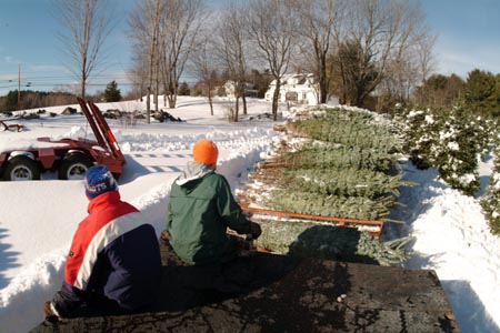 Christmas_Tree_Harvest_089