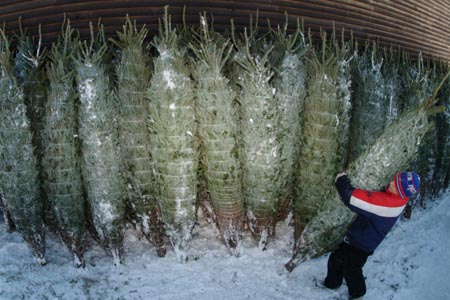 Christmas_Tree_Harvest_091