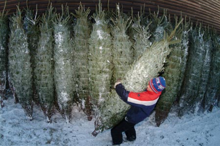 Christmas_Tree_Harvest_093