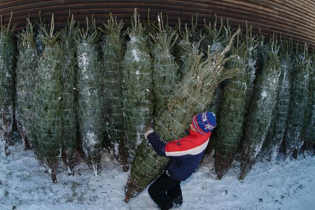 Christmas_Tree_Harvest_095