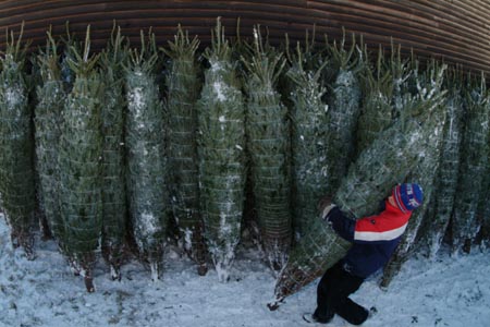 Christmas_Tree_Harvest_096