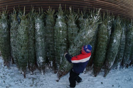 Christmas_Tree_Harvest_097