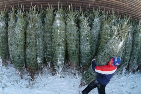 Christmas_Tree_Harvest_098