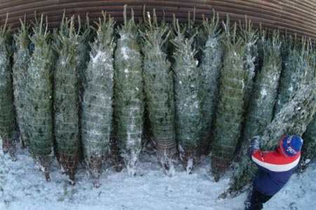 Christmas_Tree_Harvest_100