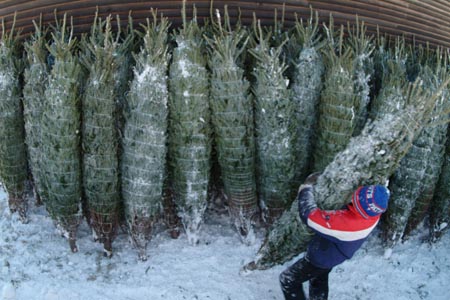 Christmas_Tree_Harvest_101