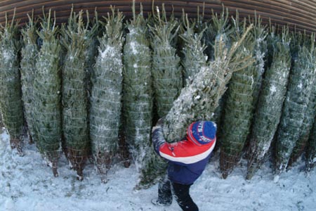 Christmas_Tree_Harvest_102