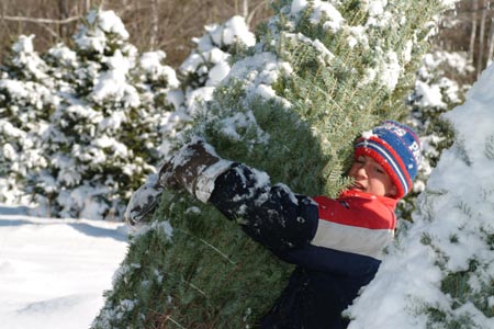 Christmas_Tree_Harvest_103