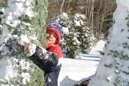 Christmas_Tree_Harvest_104