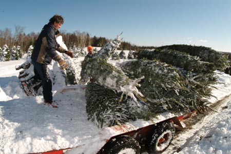 Christmas_Tree_Harvest_106