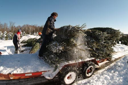 Christmas_Tree_Harvest_110