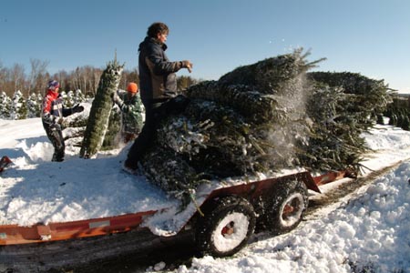 Christmas_Tree_Harvest_112