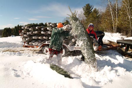 Christmas_Tree_Harvest_115