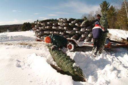 Christmas_Tree_Harvest_116