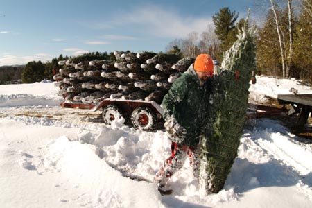 Christmas_Tree_Harvest_118