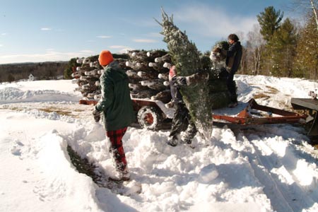 Christmas_Tree_Harvest_119