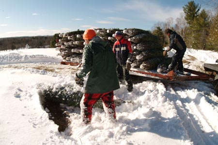 Christmas_Tree_Harvest_122