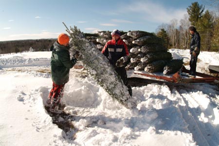 Christmas_Tree_Harvest_123