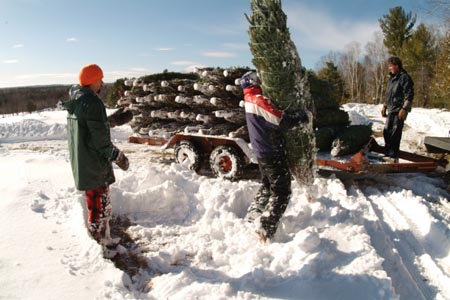 Christmas_Tree_Harvest_125